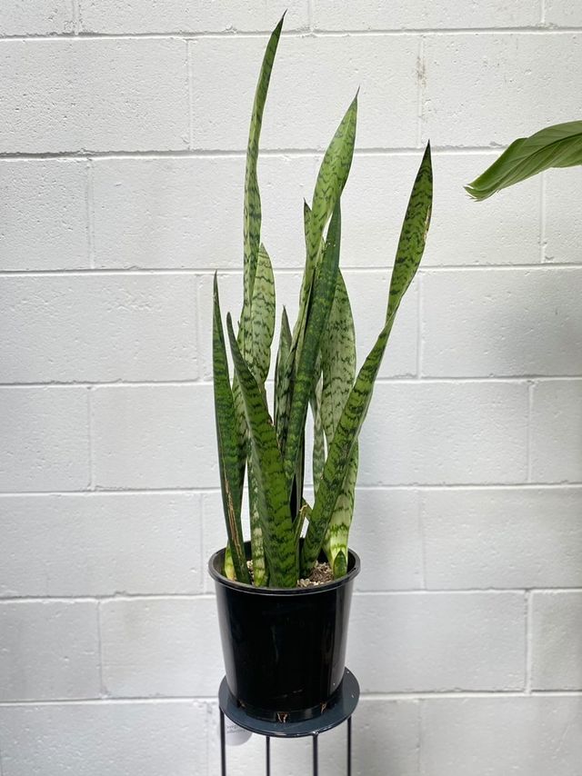 Sansevieria Trifasciata Green