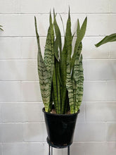 Load image into Gallery viewer, Sansevieria Trifasciata Green
