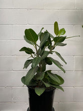 Load image into Gallery viewer, Ficus Benghalensis &#39;audrey&#39;
