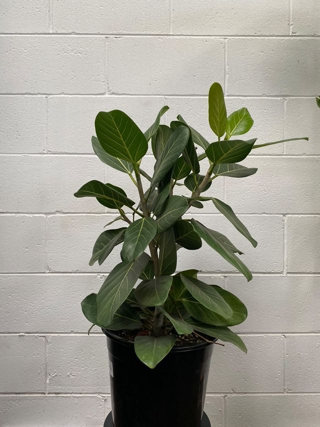 Ficus Benghalensis 'audrey'