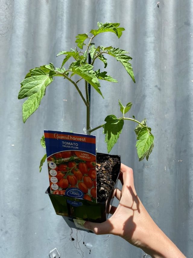 Tomato Truss Plum 125mm