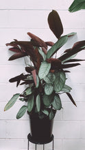 Load image into Gallery viewer, Ctenanthe Setosa Grey Star 250mm
