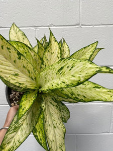 Dieffenbachia 'starbright' 130mm