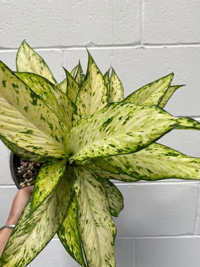 dieffenbachia starbright Dieffenbachia 'starbright' 130mm – Botanica Lane