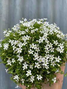 Pratia Pedunculata