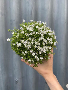 Pratia Pedunculata