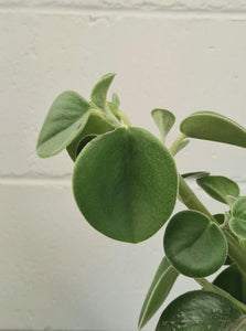 Peperomia Incana 160mm