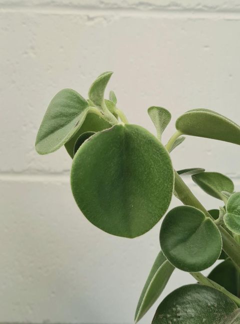 Peperomia Incana 160mm