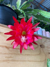 Load image into Gallery viewer, Epiphyllum &#39;showboat&#39; Hb
