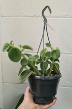 Load image into Gallery viewer, Peperomia Incana 160mm
