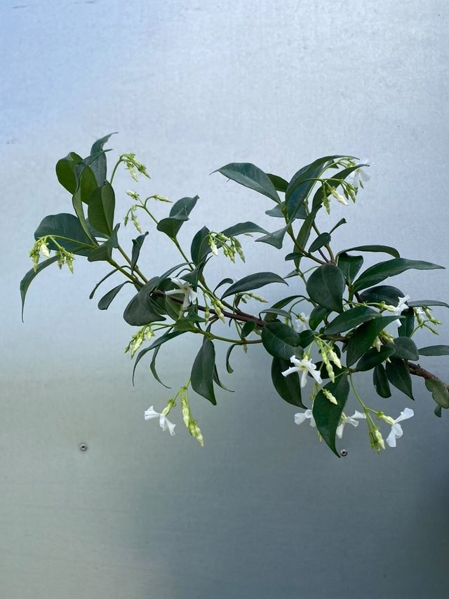 Trachelospermum Jasminoides