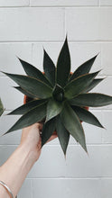 Load image into Gallery viewer, Agave &#39;blue Glow&#39;
