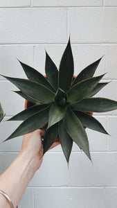 Agave 'blue Glow'