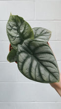 Load image into Gallery viewer, Alocasia &#39;silver Dragon&#39;
