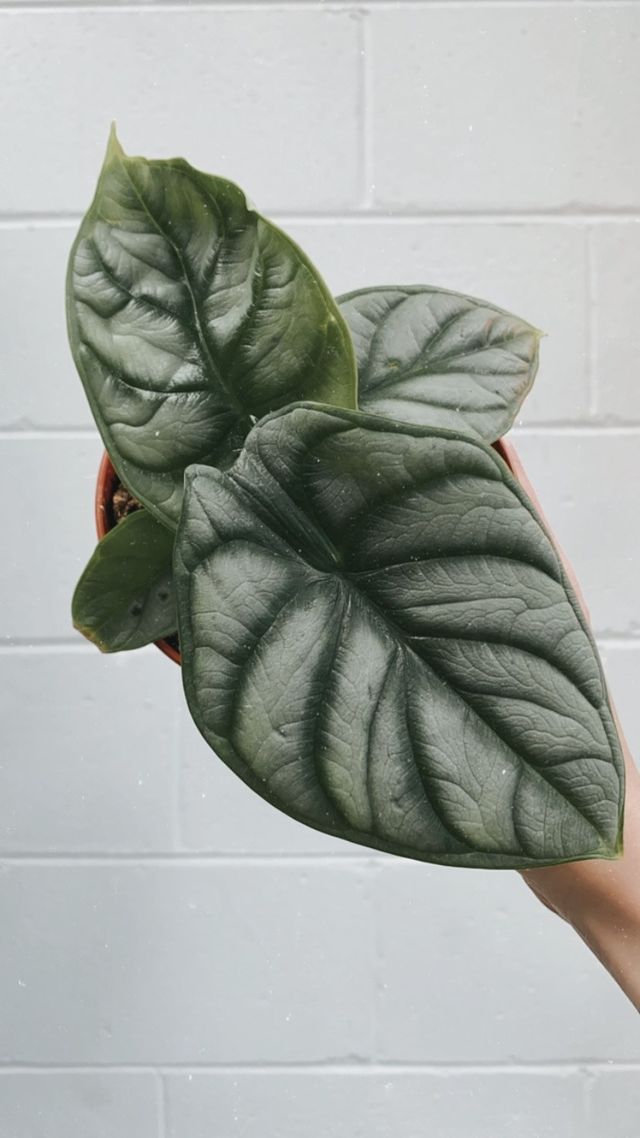 Alocasia 'silver Dragon'