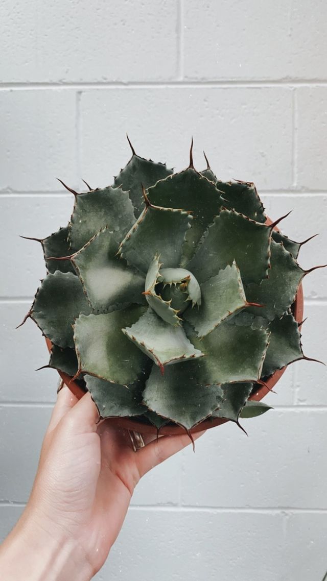 Agave Parryi 190mm