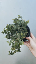 Load image into Gallery viewer, Ficus Pumila &#39;creeping Fig&#39;
