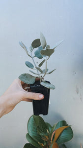 Kalanchoe 'silver Spoons'