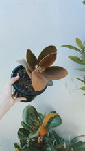 Load image into Gallery viewer, Kalanchoe &#39;copper Spoons&#39;
