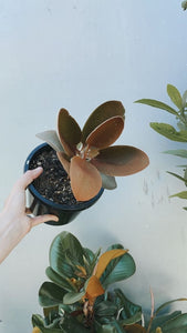 Kalanchoe 'copper Spoons'