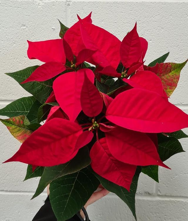 Poinsettia Red 150mm