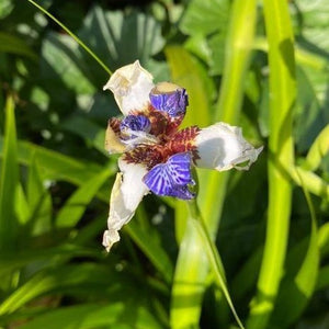 Neomarica 'walking Iris'