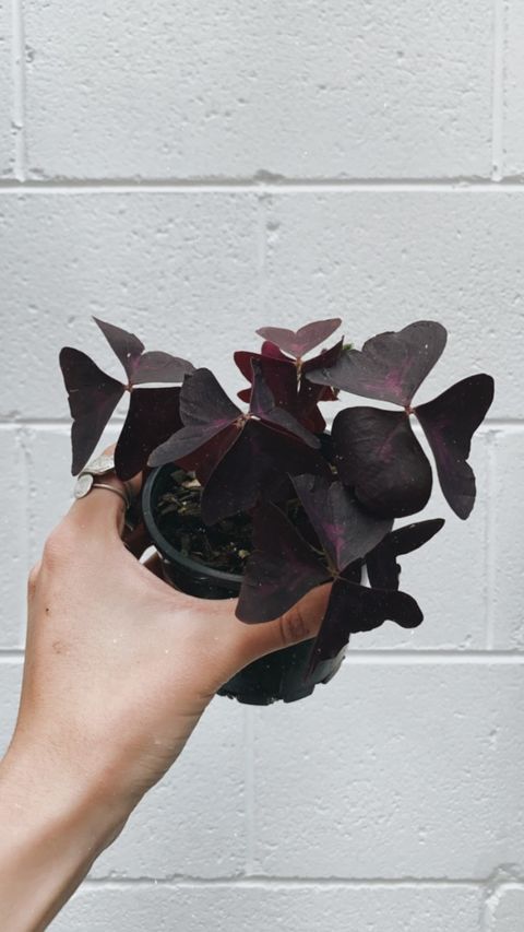 Oxalis Purple Shamrock 100mm