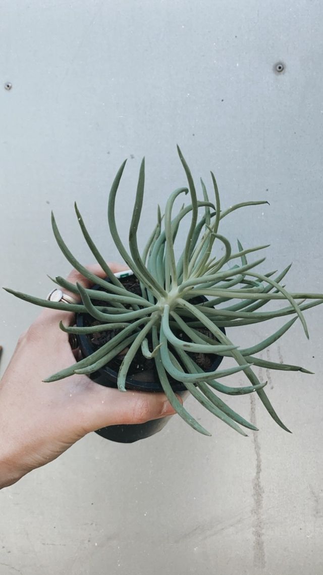 Senecio Ice Sticks
