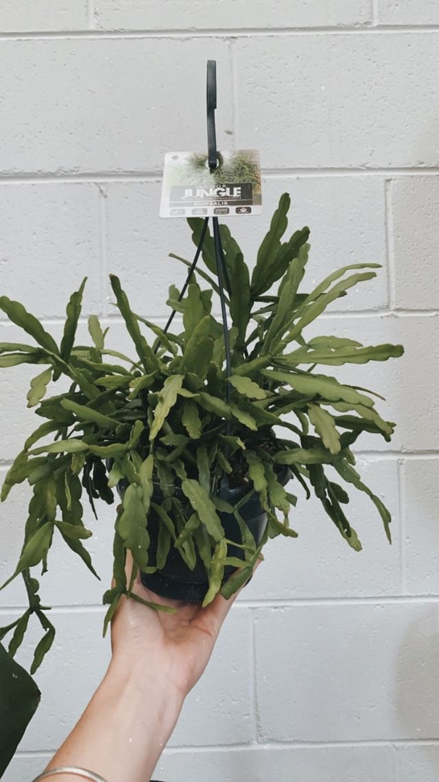 Rhipsalis Micrantha Rauhiorum 160mm Hb