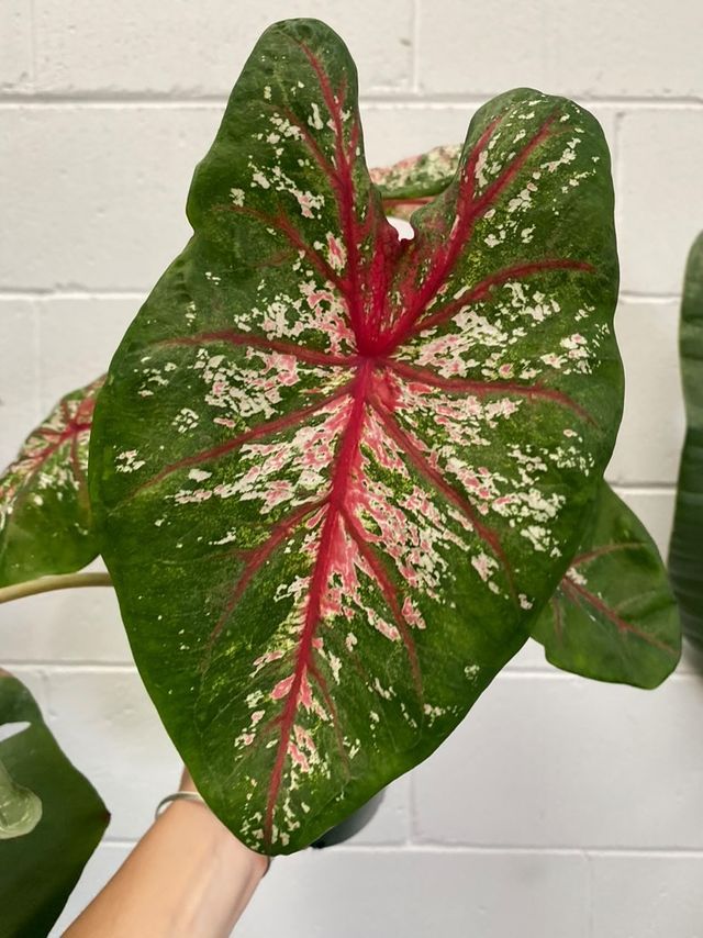 Caladium 180mm