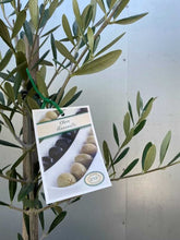 Load image into Gallery viewer, Olive Europea &#39;manzianillo&#39;
