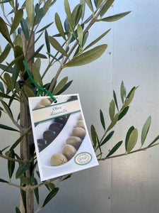 Olive Europea 'manzianillo'