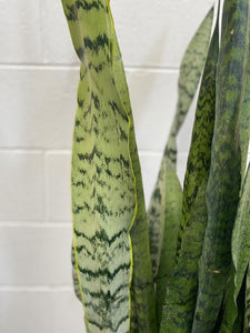 Sansevieria Trifasciata 'thin Yellow Edge'