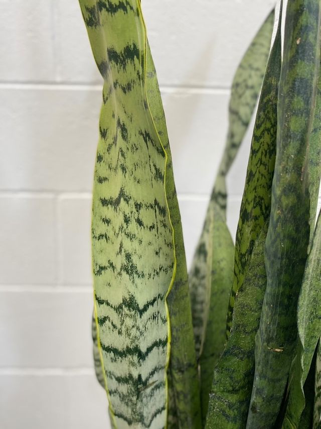 Sansevieria Trifasciata 'thin Yellow Edge'