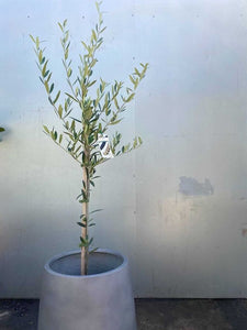 Olive Europea 'manzianillo'