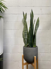 Load image into Gallery viewer, Sansevieria Trifasciata &#39;thin Yellow Edge&#39;
