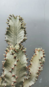 Euphorbia Ammack 330cm