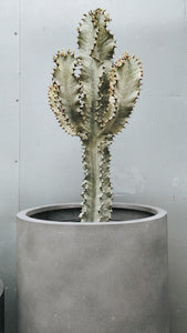 Euphorbia Ammack 330cm