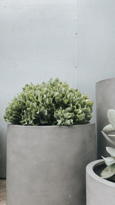 Crassula 'max Cook'