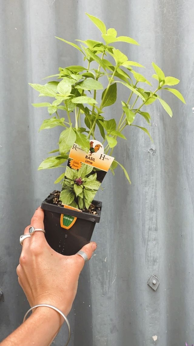 Basil 'lime' 100mm