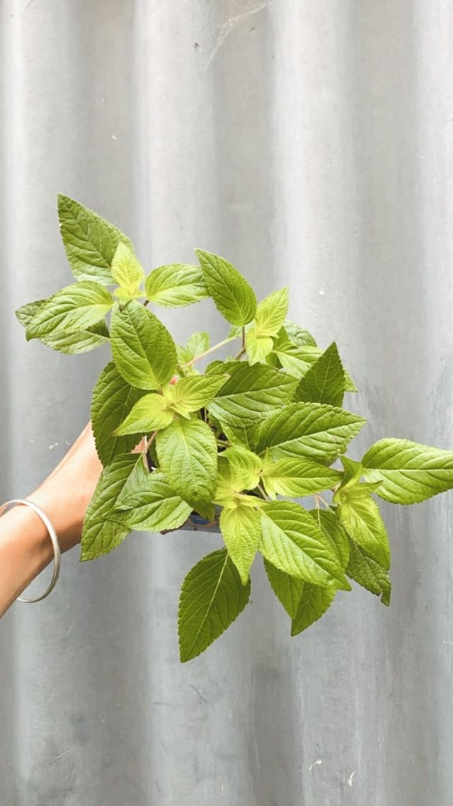 Sage Pineapple