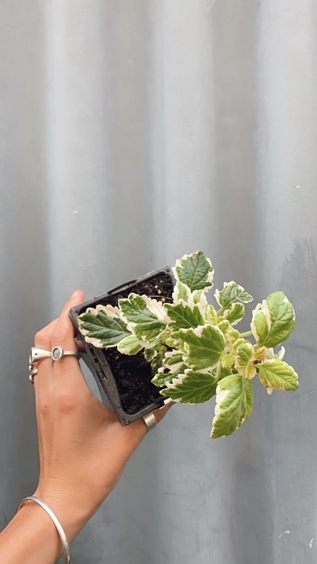Plectranthus Marginatus