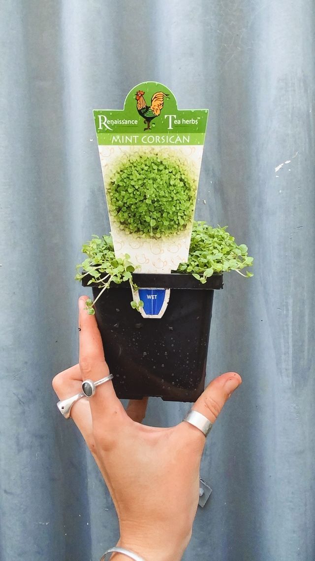 Mint Corsican