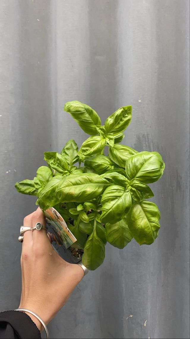 Basil 'pesto' 100mm
