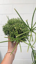 Load image into Gallery viewer, Rhipsalis Cereuscuela 150mm Hb
