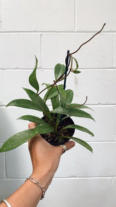 Hoya Pubicalyx