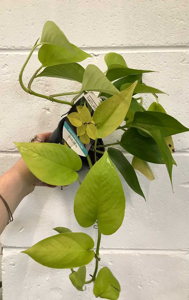 Epipremnum 'goldilocks'