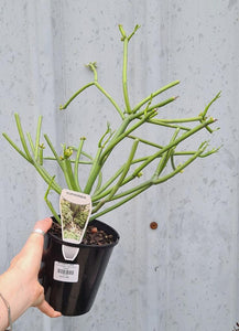 Euphorbia Tirucalli 120mm