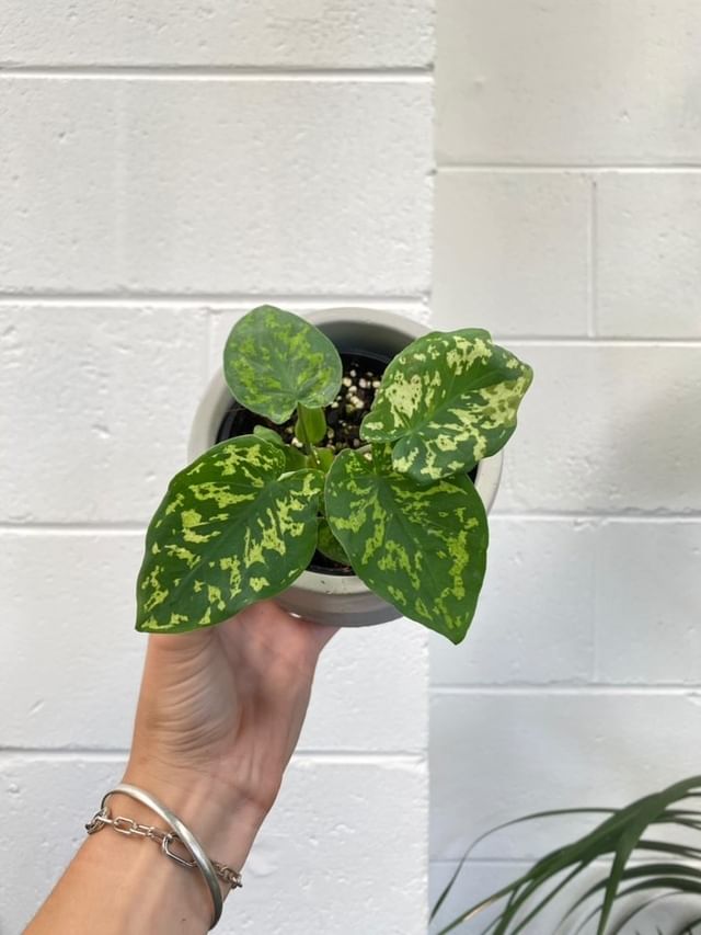 Caladium 'hilo Beauty' 100mm