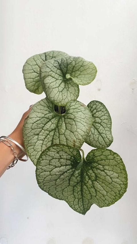 Brunnera 'alexanders Silver' 100mm